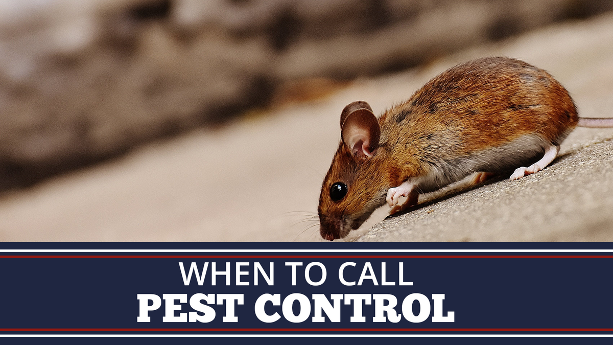 When to Call Pest Control